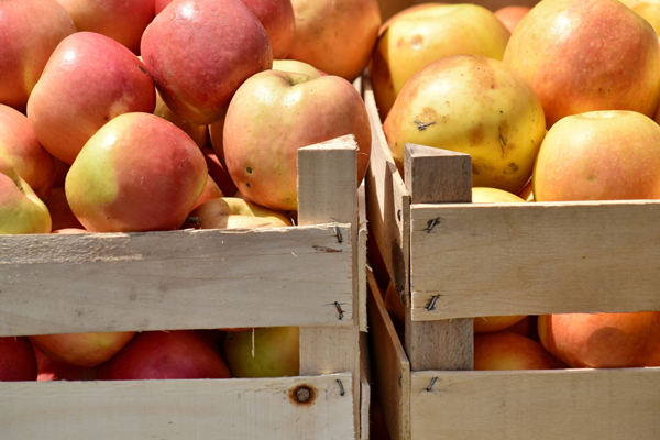 Apples that were kept fresh in the reefer